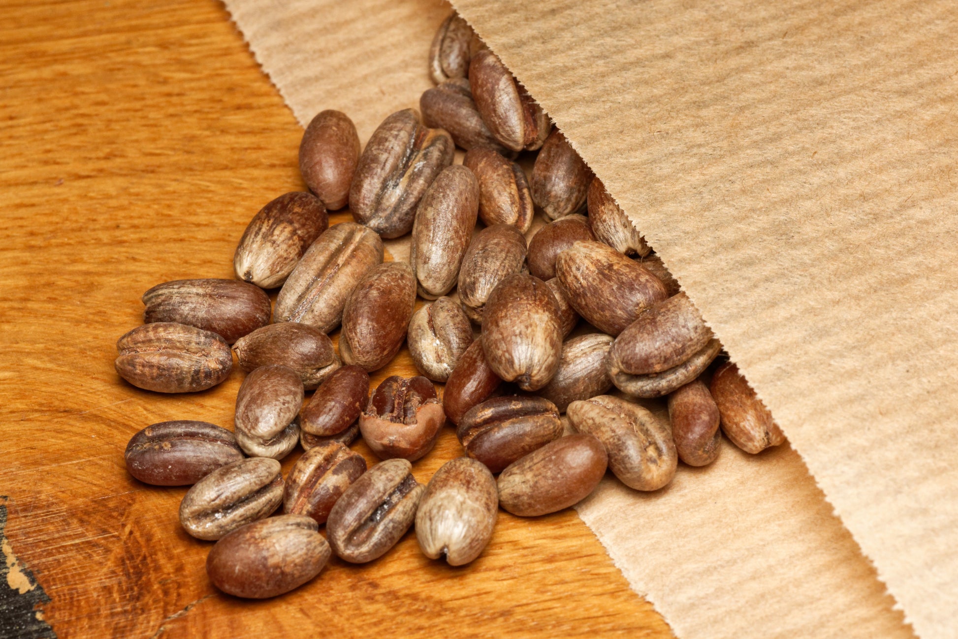 Senegal daddelpalme (Phoenix reclinata) i brun papirspose