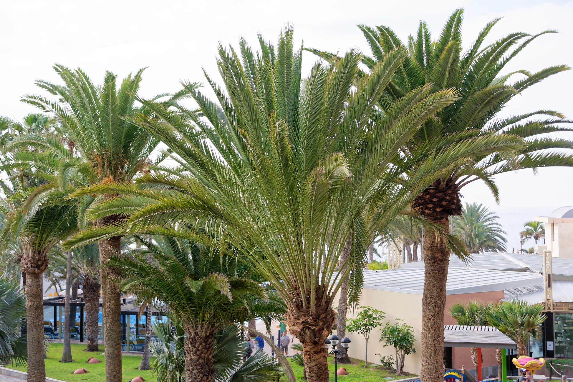 Gruppe af fønikspalmer (Phoenix canariensis)