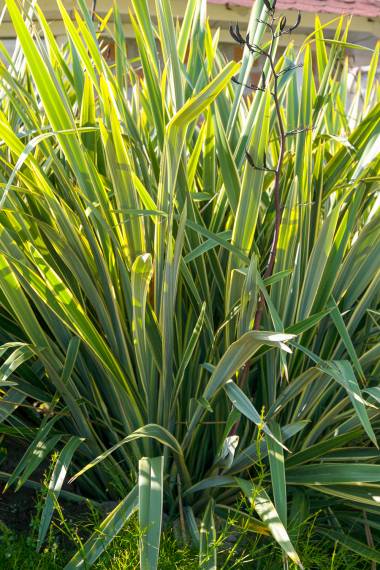Broget New Zealandsk hør (Phormium tenax)