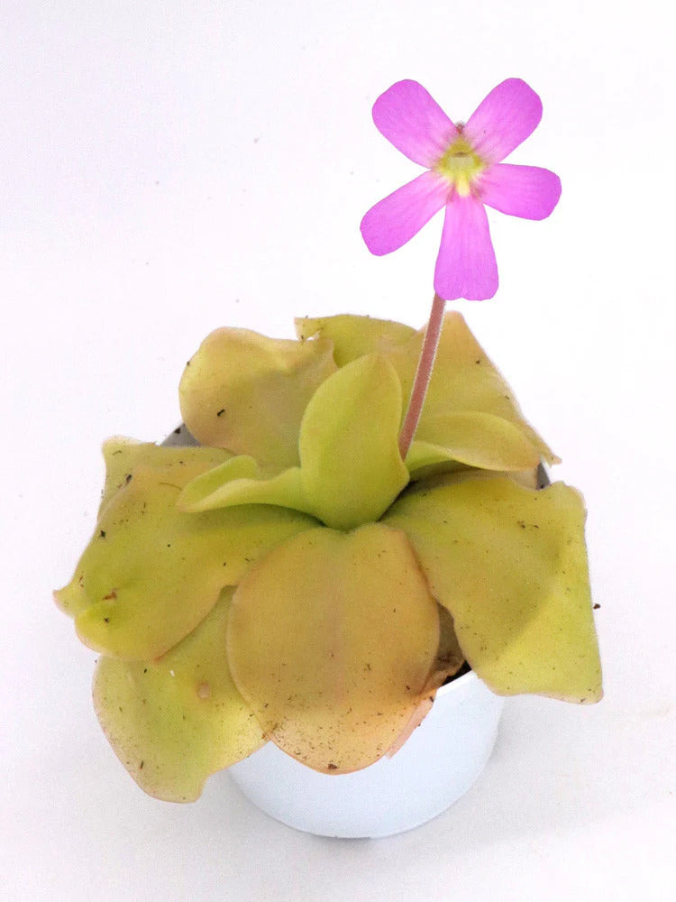 Pinguicula "Guatemala" i blomst
