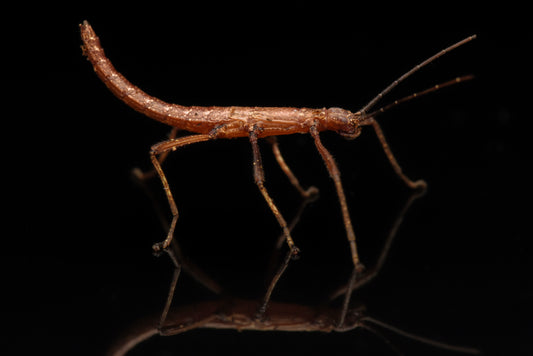 Venezolanischer Gespenstschrecken (Pseudophasma subapterum)