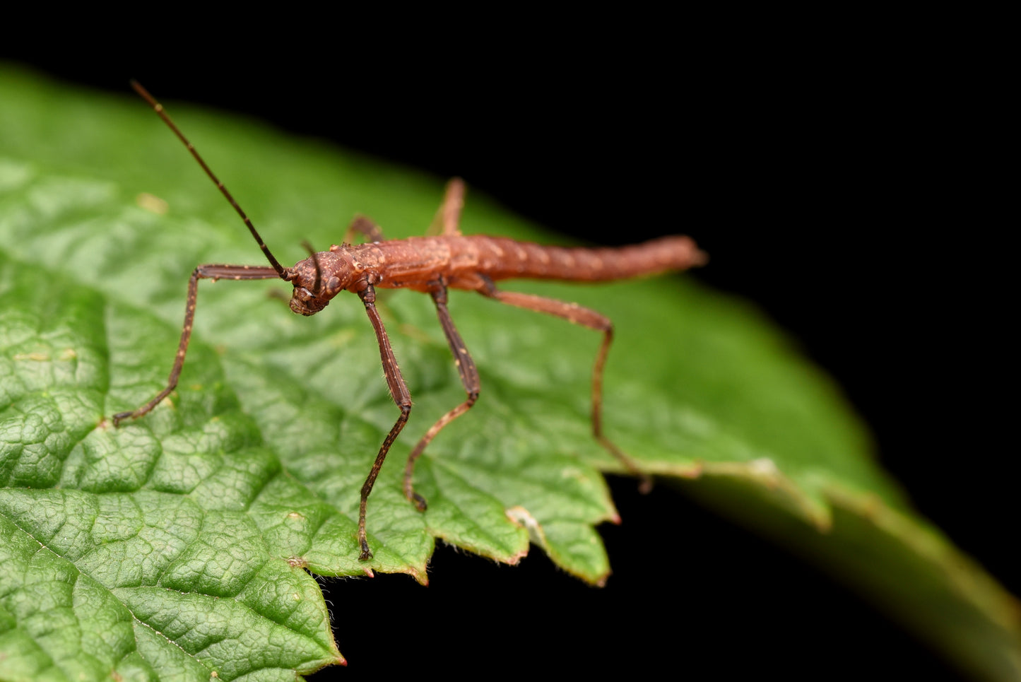 Venezolanischer Gespenstschrecken (Pseudophasma subapterum)