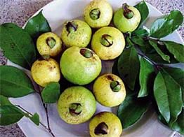 Frugter af Costa Rica guava (Psidium friedrichsthalianum)
