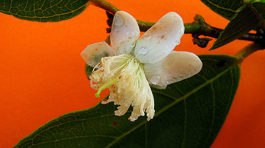 Den fine hvide blomst af Brasiliansk Guava (Psidium guineense)