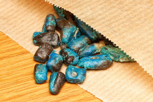 De særprægede smukke blå frø af Rejsendes træ (Ravenala madagascariensis subsp. honkondambo)