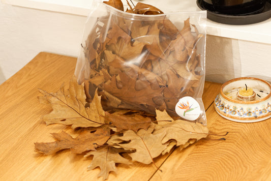 Verwelkte Blätter, Roteiche (ca. 2 Liter)