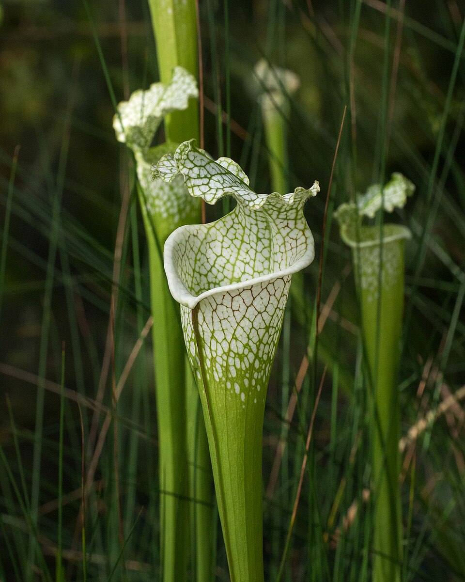 De meget flotte tragte fra Hvid Fluetrompet (Sarracenia leucophylla) med karakteristiske hvide vinduer