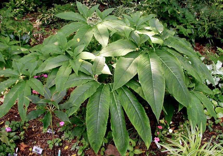 Bladet fra Voodooliljen (Amorphophallus bulbifer)