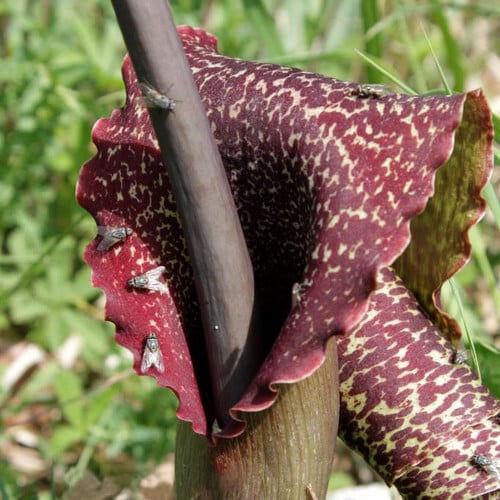 Blomstrende Voodoolilje (Amorphophallus bulbifer) med fluer på sig