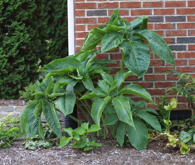 De ekstra store blade af Voodoolilje "Indisk Kæmpe" (Sauromatum venosum)