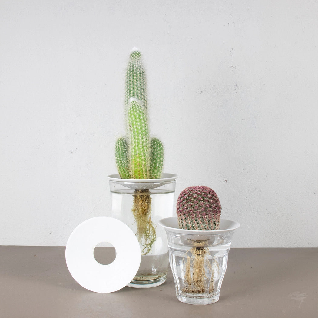 Spireplade Large med kaktusser i vandglas