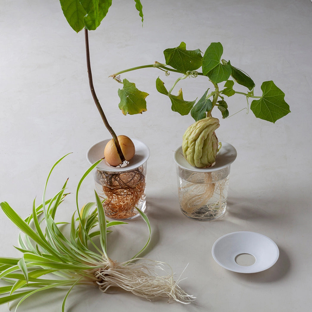 Large spireplade med eksempler på spirende store frø