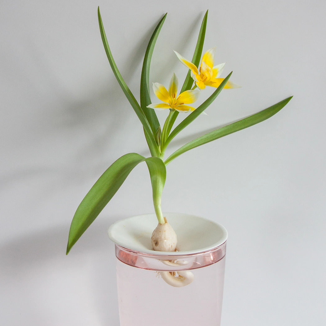 Small spireplade i hvid porcelæn med en løgblomst i et glas vand