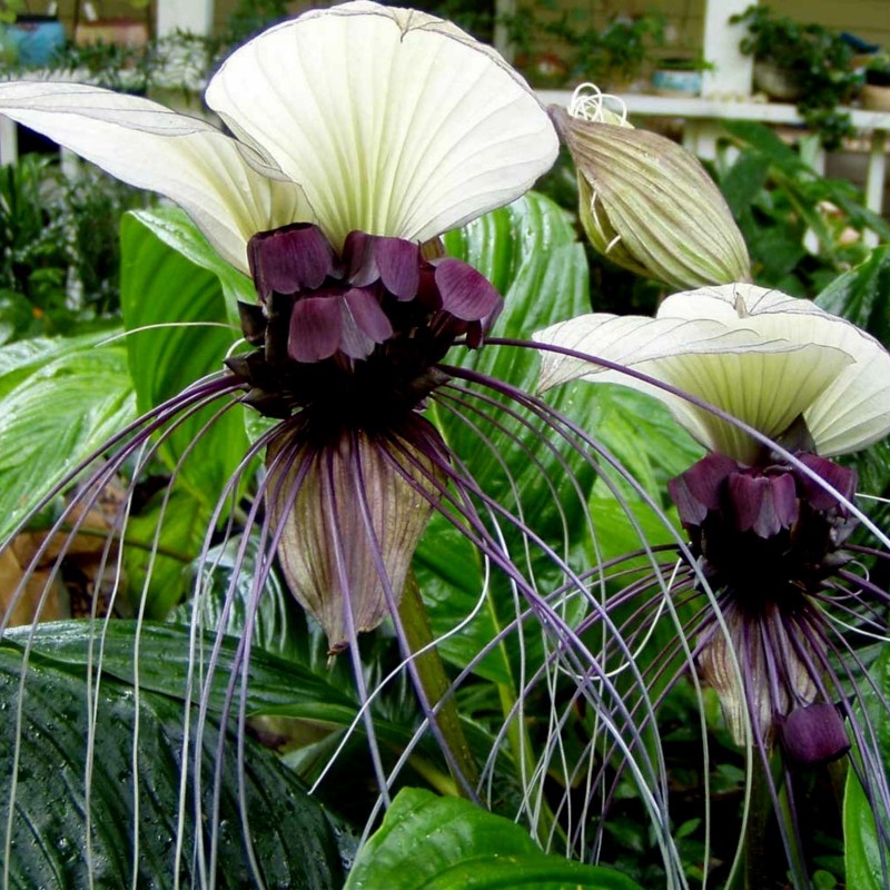 Den fantastisk smukke blomst af Hvid flagermusblomst (Tacca chantrieri "Nivea")