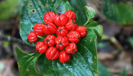 De røde frugter hos Palmebladet flagermusblomst (Tacca palmata)