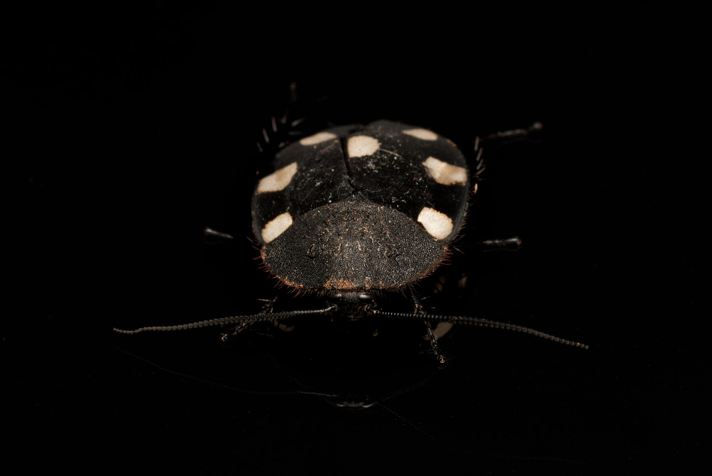 Dominokakerlak (Therea bernhardti) set forfra