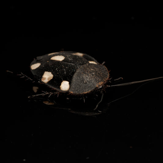 Voksen Dominokakerlak (Therea bernhardti) med de flotte hvide prikker og sort krop