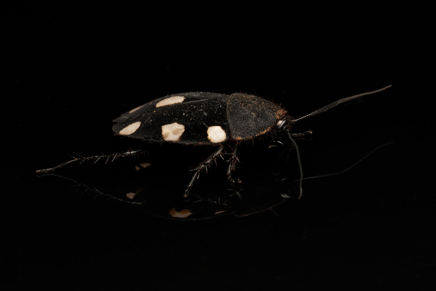 Voksen Dominokakerlak (Therea bernhardti) set fra siden