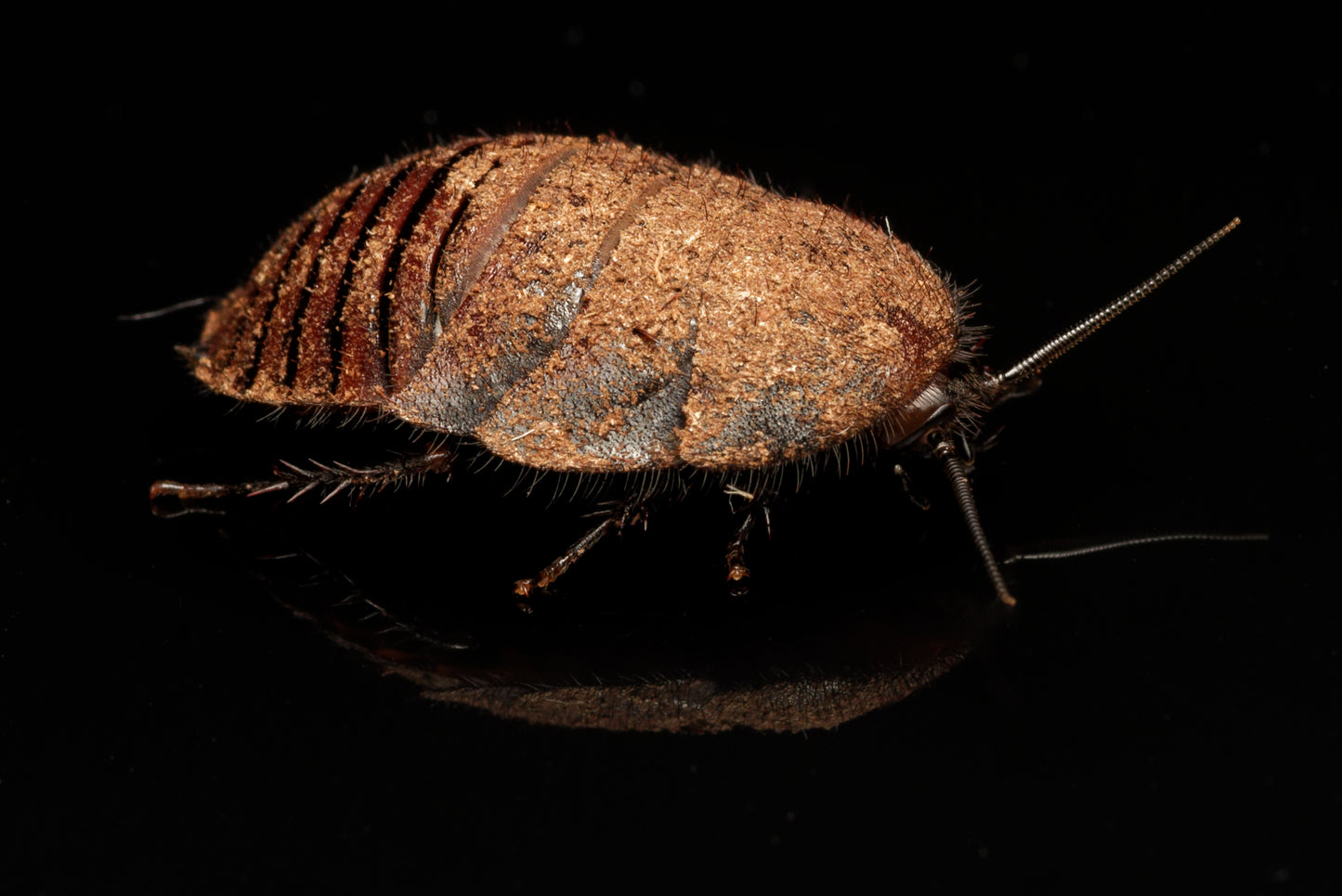 Nymfe af Dominokakerlak (Therea bernhardti)