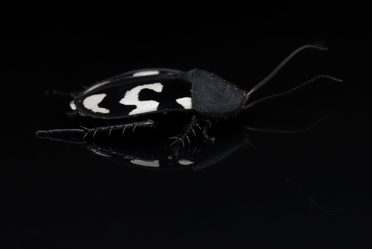 Voksen individ af Spørgsmålstegnskakerlak (Therea olegrandjeani)