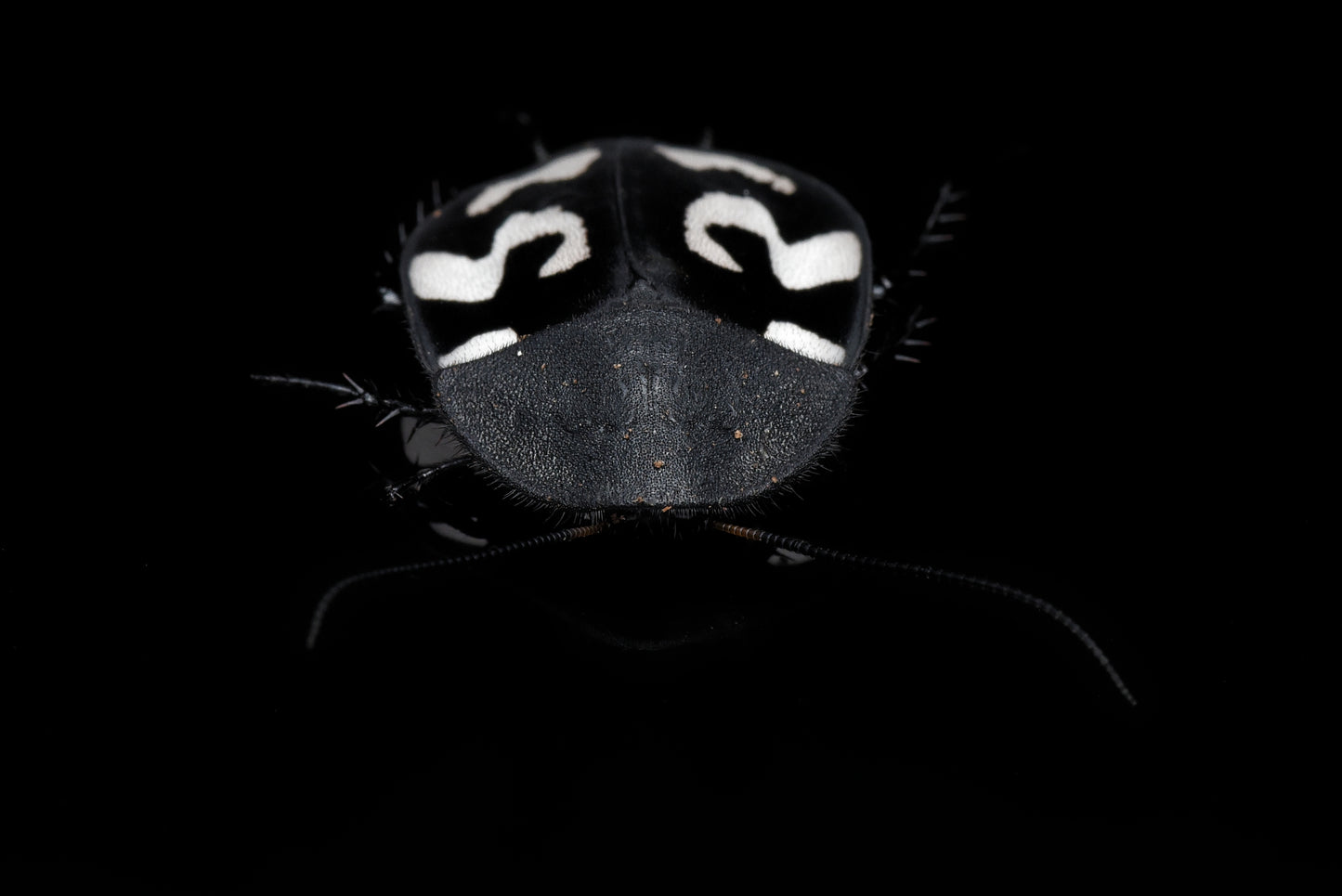 Spørgsmålstegnskakerlak (Therea olegrandjeani) set forfra