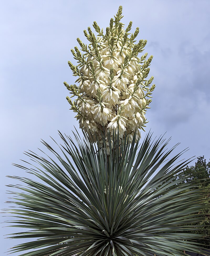 Blomstrende Blå sølv-yucca (Yucca rostrata "Blue Silver")
