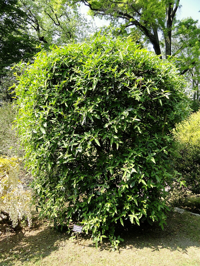 Himalaya-Pfefferbaum (Zanthoxylum armatum)