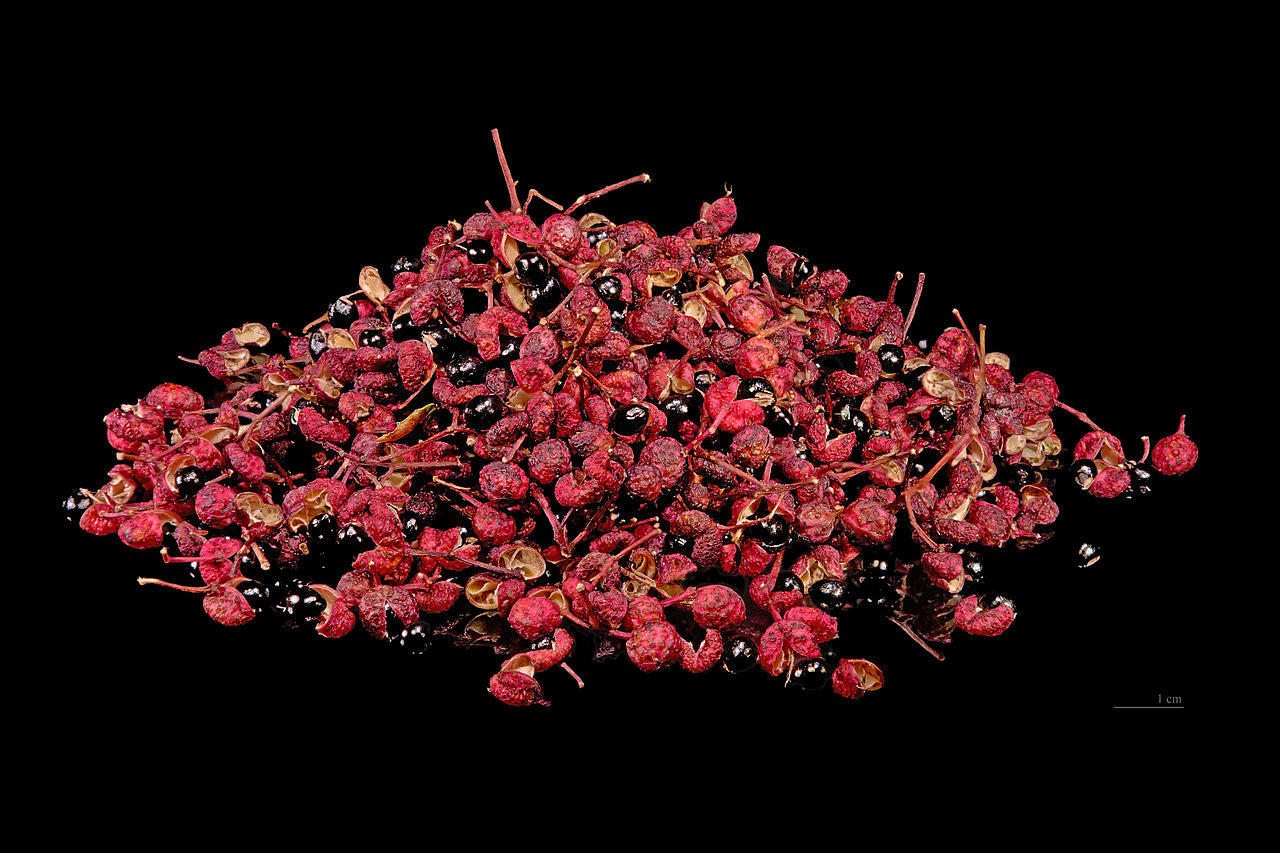 De røde frugter og sorte frø af Japansk pebertræ (Zanthoxylum piperitum)