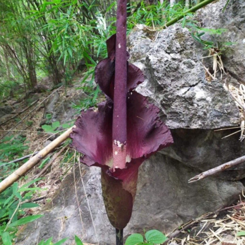 Maxwells amorphophallus (Amorphophallus maxwellii) | plante