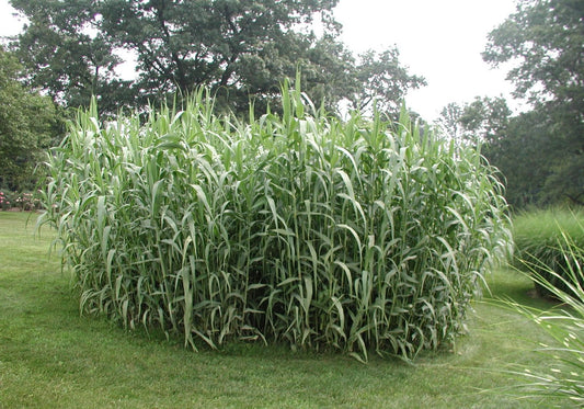 Flot gruppe af Kæmperør (Arundo donax)