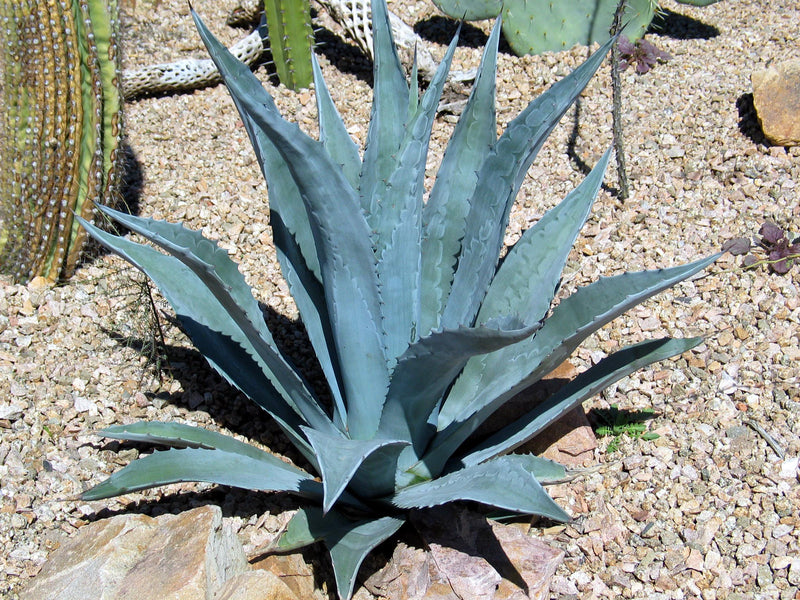 Agave Plante () Agave Plante