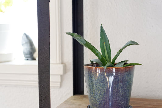 Lille Agave (Agave americana) i blå potte