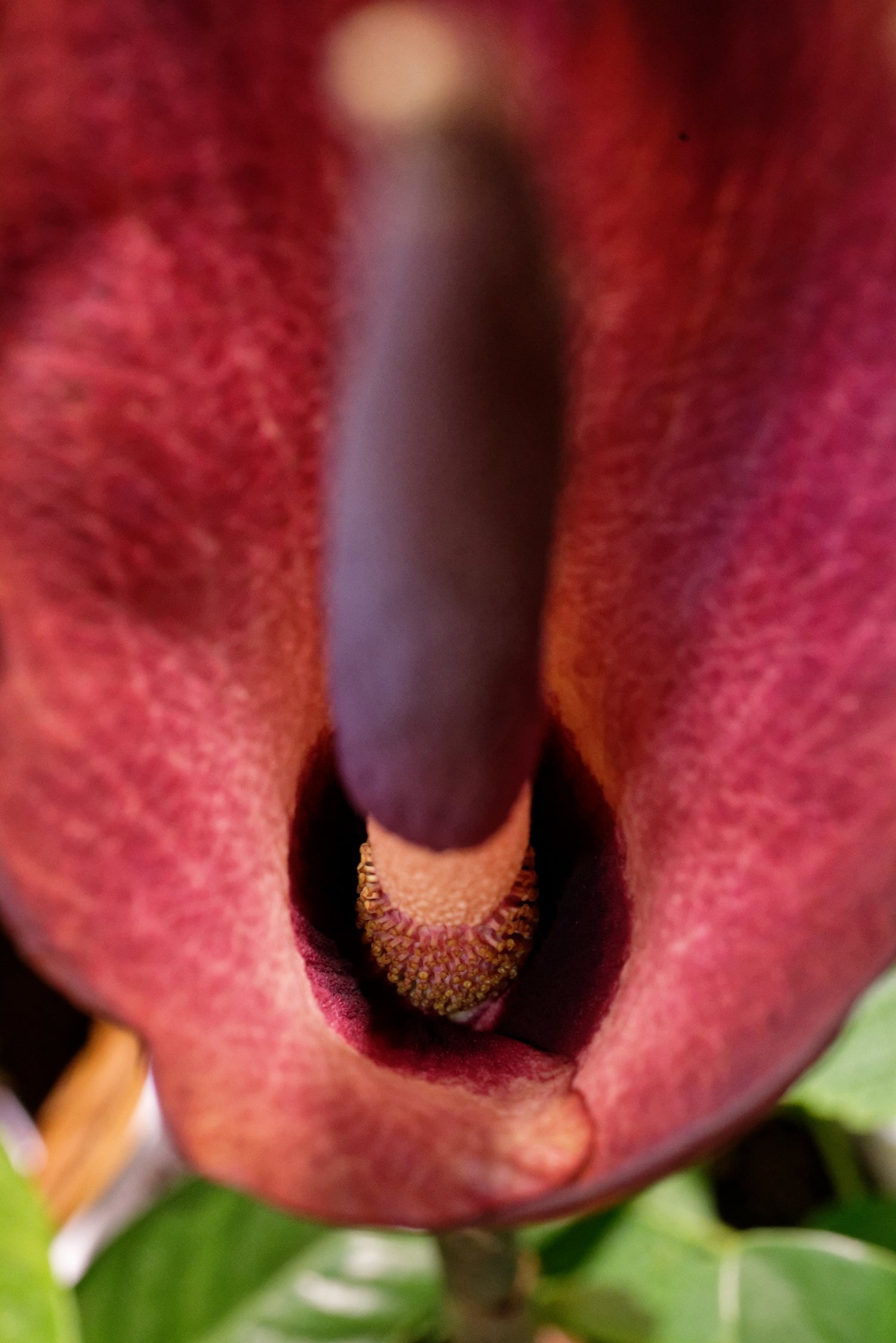 Nærbillede af blomsten hos Leopardstilk (Amorphophallus konjac)