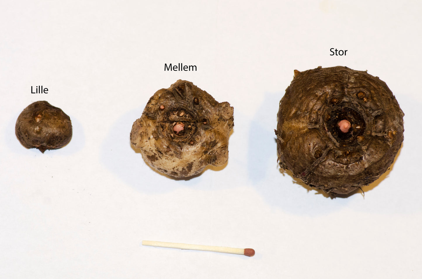 Forskellige størrelser af Amorphophallus konjac knolde