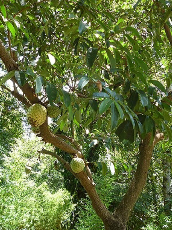 Pigget graviola (Annona muricata)