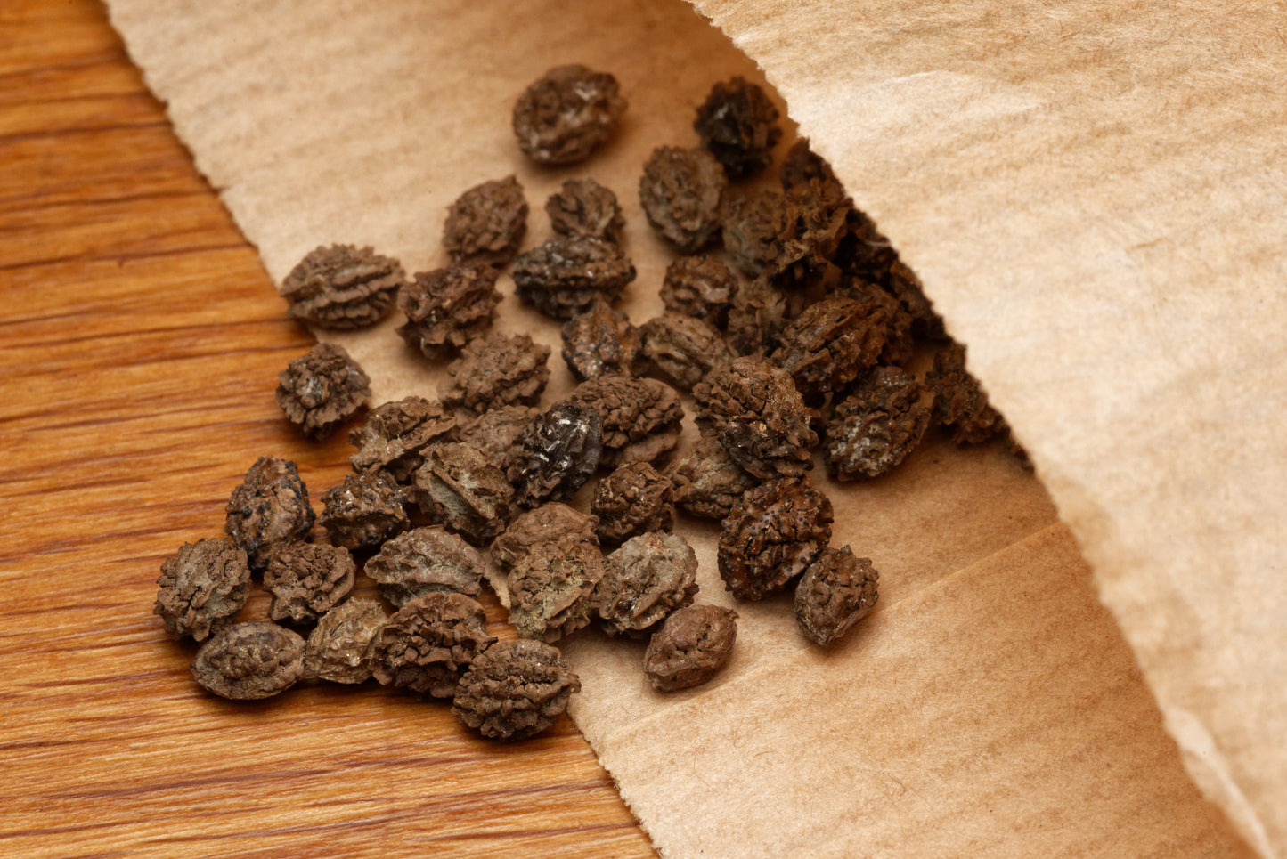 Frøene fra Papaya (Carica papaya) (American dwarf)