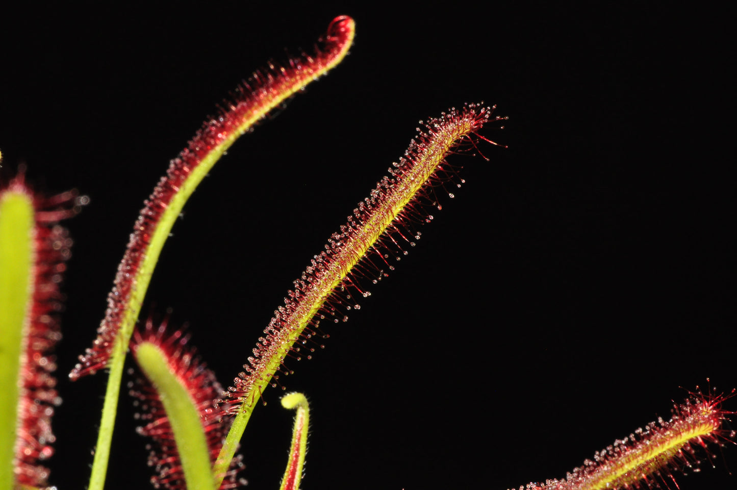 Nærbillede af de klæbrige blade på solduggen (Drosera capensis "typical")