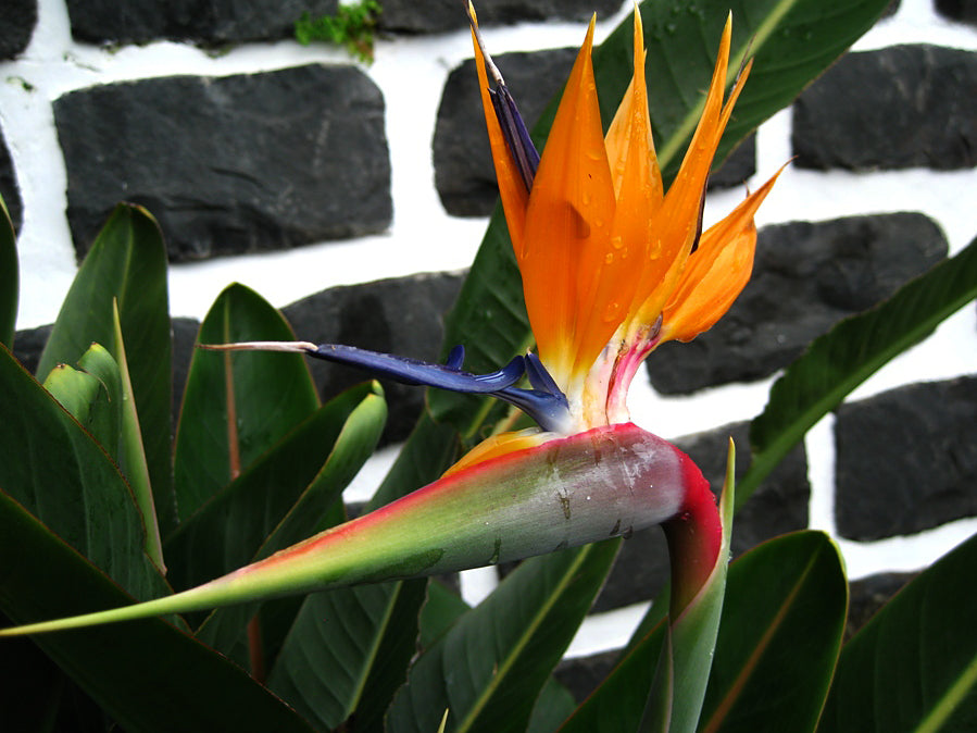 Paradisblomst (Strelitzia reginae)