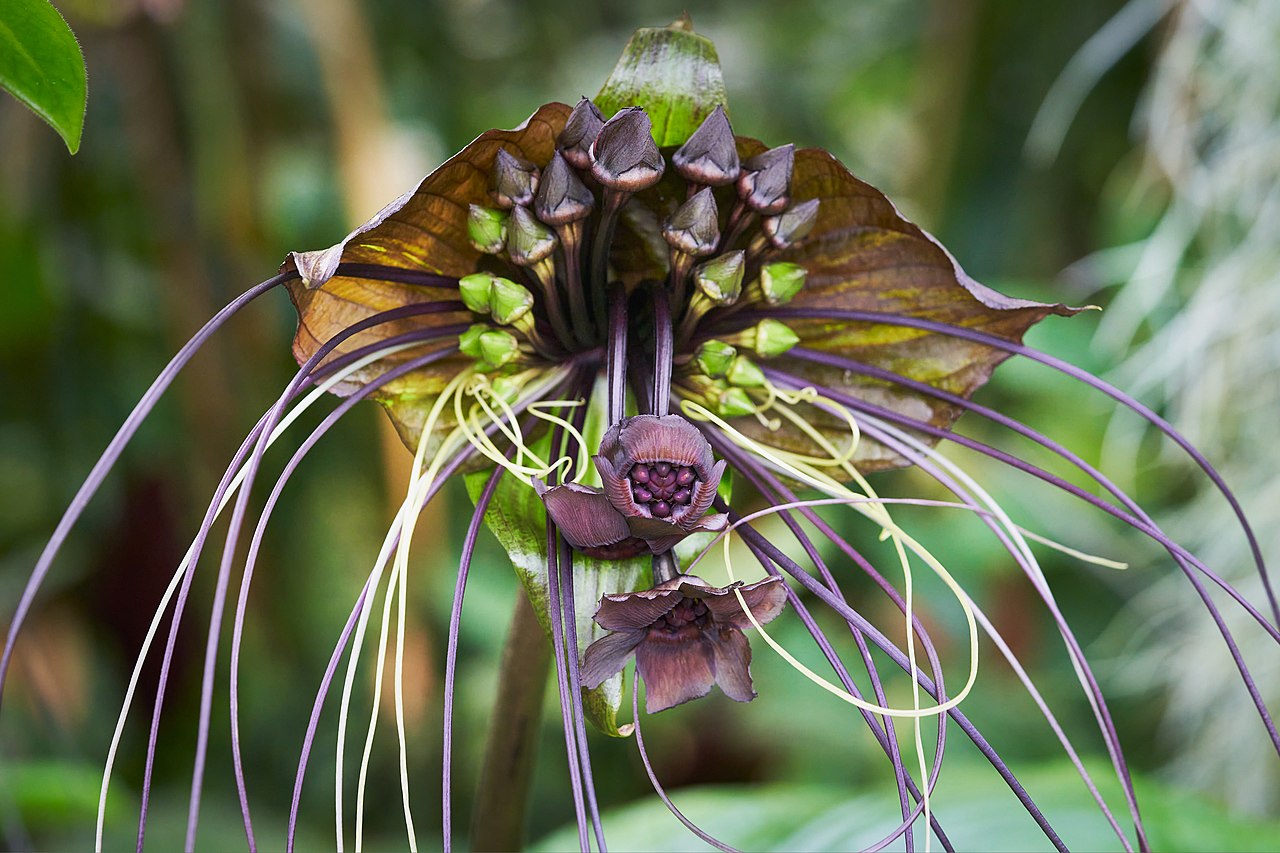 Den smukke og særprægede blomst af Sort flagermusblomst (Tacca chantrieri)