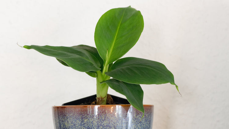 Lille fin bananplante i en blå potte