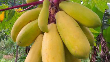 Papaya (Carica sp.)