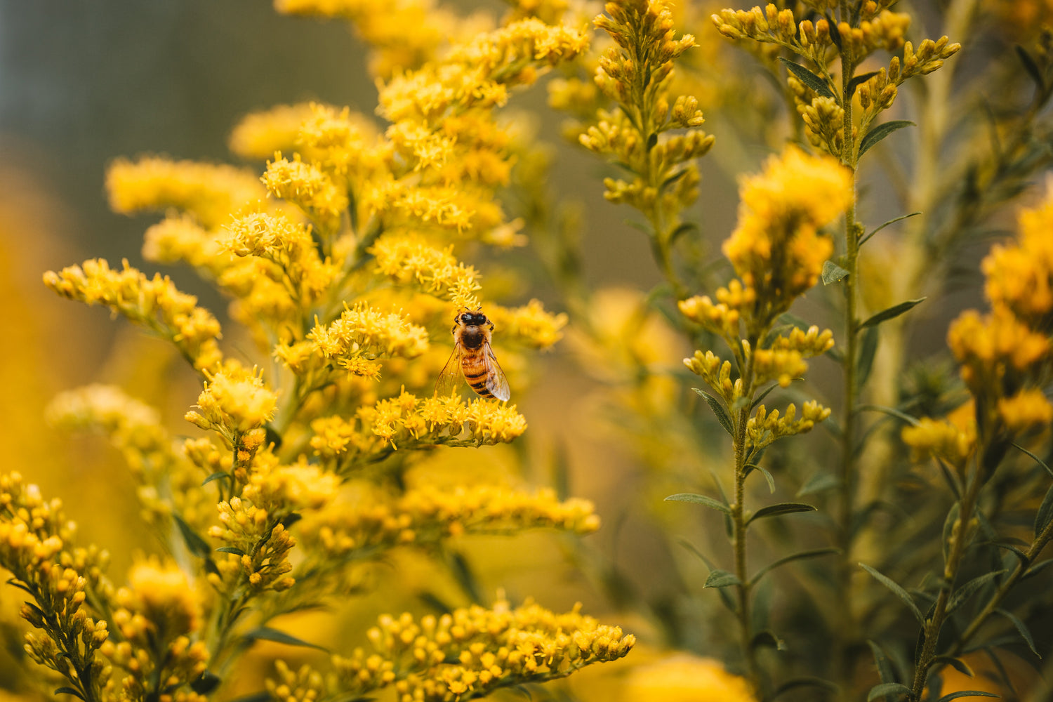 Sommer