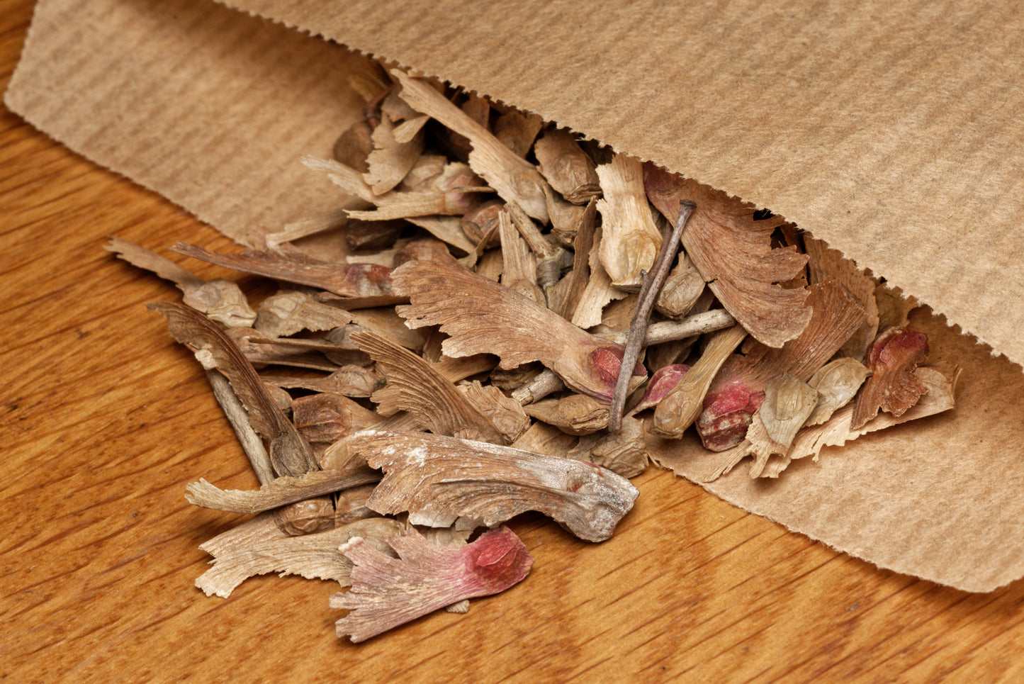 Smukke frø af Rød Japansk løn (Acer palmatum "Atropurpureum") i en brun papirspose