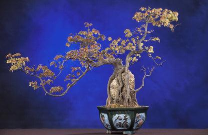 Trefingret løn (Acer buergerianum) brugt som bonsaitræ