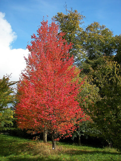 Flot Rødløn (Acer rubrum) i røde efterårsfarver