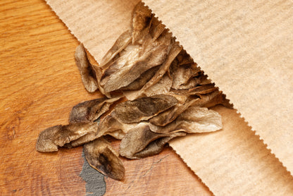 Frø af Træ Aloe (Aloe barberae) i fin papirspose