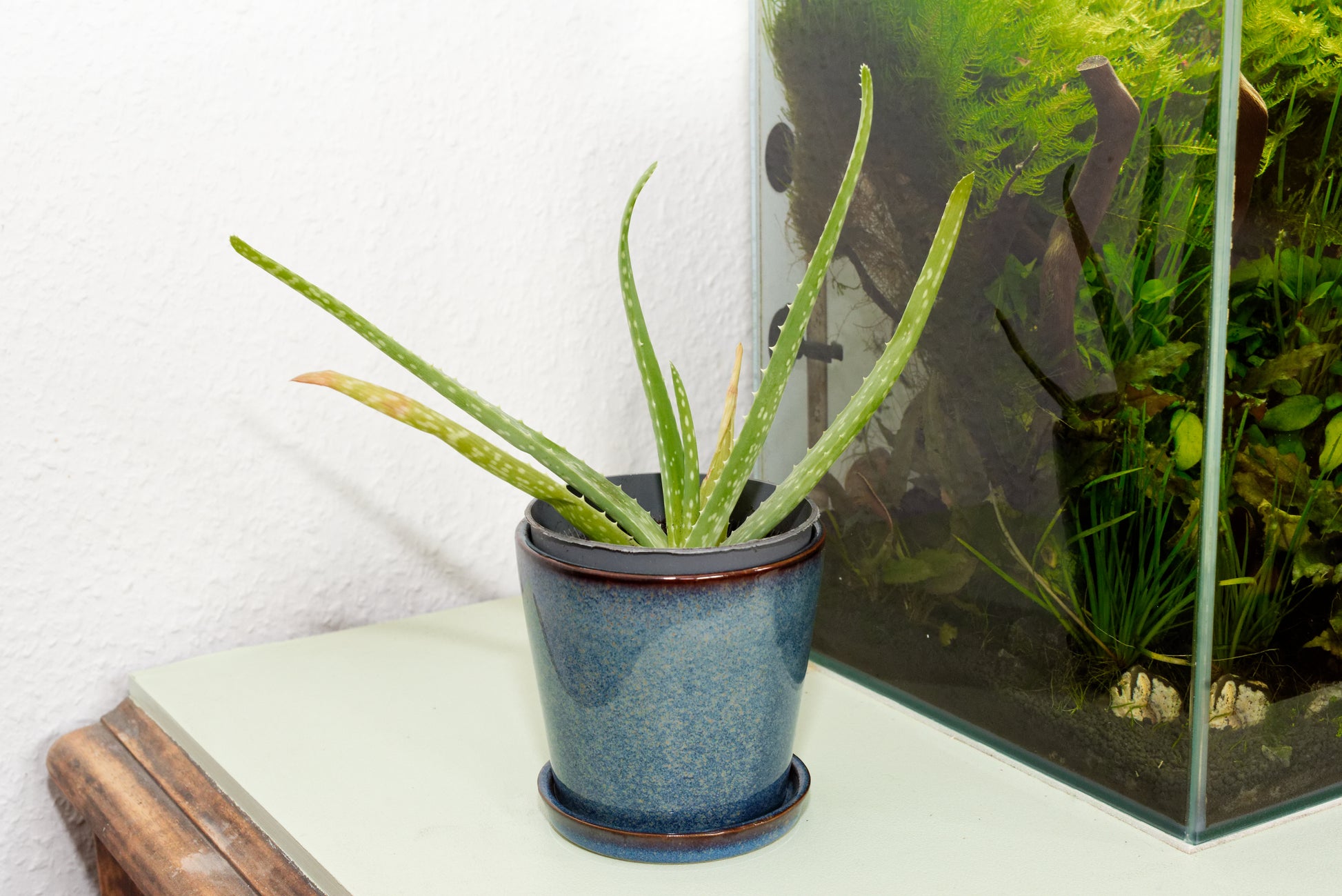 aloe vera plante Echte Aloe (Aloe vera)