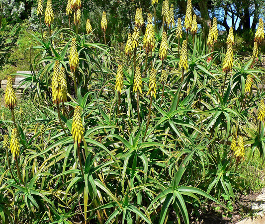 Smuk, blomstrende Hårdfør Aloe (Aloiampelos striatula) med gule blomster