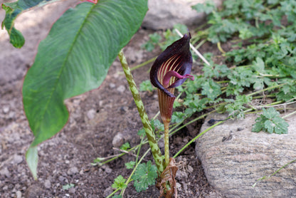 Blomstrende Kobralilje (Arisaema speciosum) i vores have på Avernakø