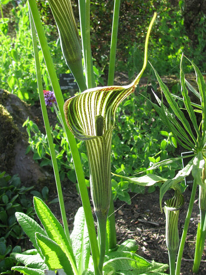 Kobralilje (Arisaema ciliatum) blomst